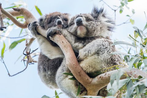 Adelaide To Melbourne 3-Day Trip Through Grampians And Great Ocean Road - Airlie Beach Holiday 9