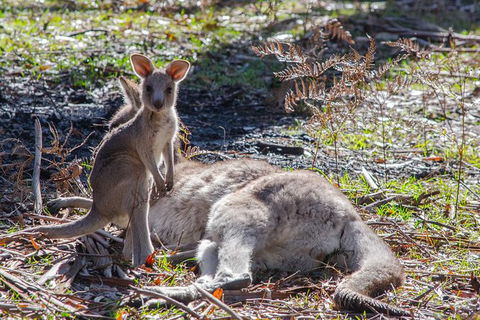 Adelaide To Melbourne 3-Day Trip Through Grampians And Great Ocean Road - Airlie Beach Holiday 5