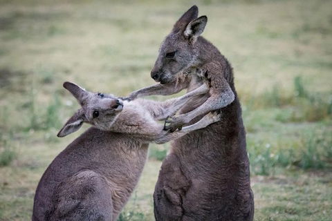 Adelaide To Melbourne 3-Day Trip Through Grampians And Great Ocean Road - Airlie Beach Holiday 10