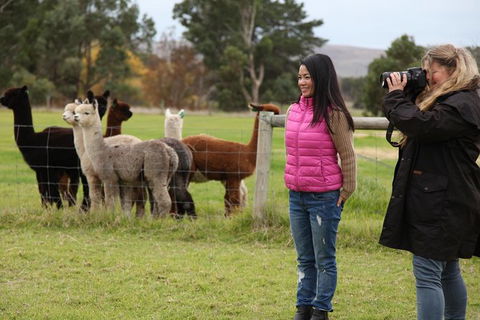 Alpaca Farm 2 Hour Tour - Airlie Beach Holiday 1