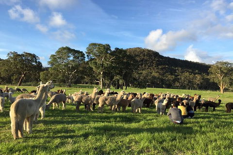 Alpaca Farm 2 Hour Tour - Airlie Beach Holiday 0