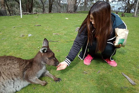 Adelaide Essentials Tour - Airlie Beach Holiday 0