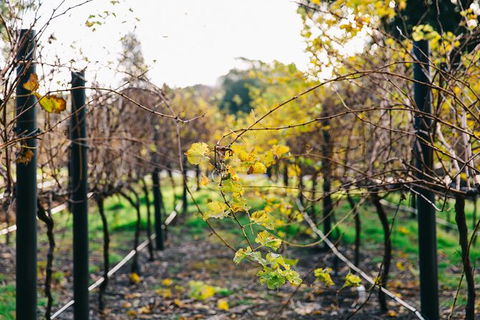 Australian Wine Discovery Tour Ticket - Airlie Beach Holiday 4