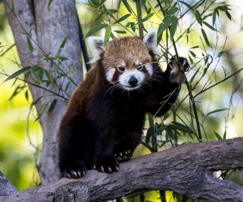 Croc Express To Australia Zoo From Brisbane - Airlie Beach Holiday 5