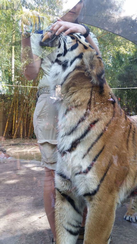Croc Express To Australia Zoo From Brisbane - Airlie Beach Holiday 4