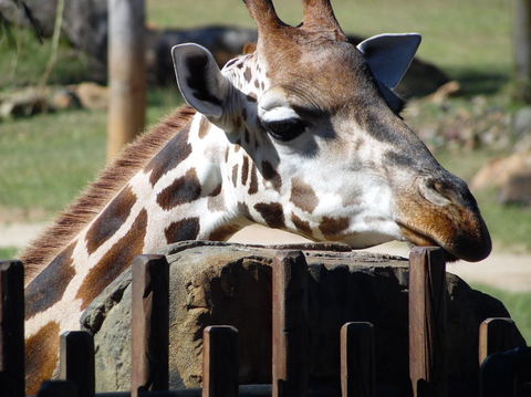 Croc Express To Australia Zoo From Brisbane - Airlie Beach Holiday 2