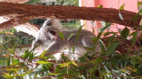 Croc Express To Australia Zoo From Brisbane - Airlie Beach Holiday 3