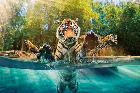 Croc Express To Australia Zoo From Brisbane - Airlie Beach Holiday 11