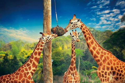 Croc Express To Australia Zoo From Brisbane - Airlie Beach Holiday 8