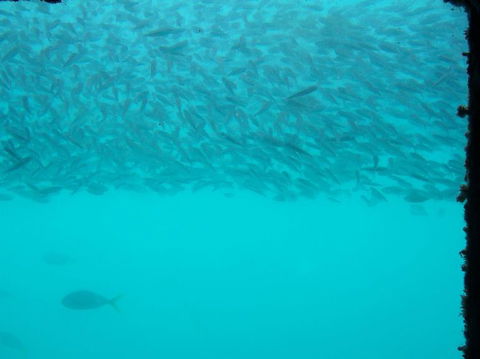 Great Barrier Reef Day Cruise To Reefworld - Airlie Beach Holiday 10