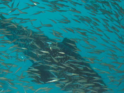 Great Barrier Reef Day Cruise To Reefworld - Airlie Beach Holiday 2