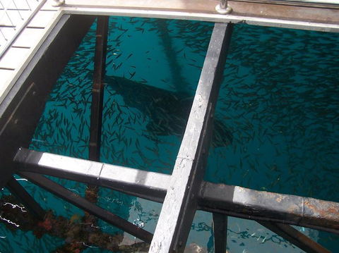 Great Barrier Reef Day Cruise To Reefworld - Airlie Beach Holiday 19