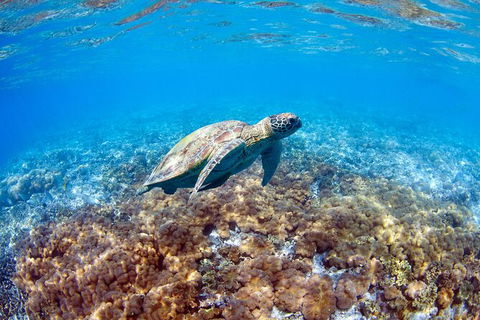 Great Barrier Reef Day Cruise To Reefworld - Airlie Beach Holiday 27