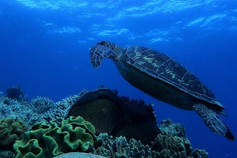 3 Day Whitsundays Sailing And Diving Adventure: Kiana - Airlie Beach Holiday 6