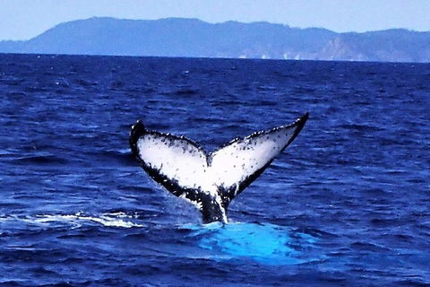 3 Day Whitsundays Sailing And Diving Adventure: Kiana - Airlie Beach Holiday 5