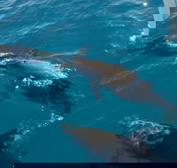 Fraser Island  Dolphin Sailing Adventure - Airlie Beach Holiday