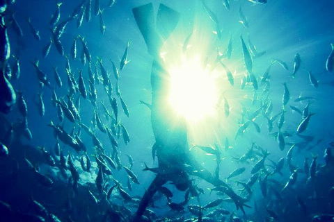2-Day Whitsundays Sailing Adventure: SV Whitehaven - Airlie Beach Holiday 9