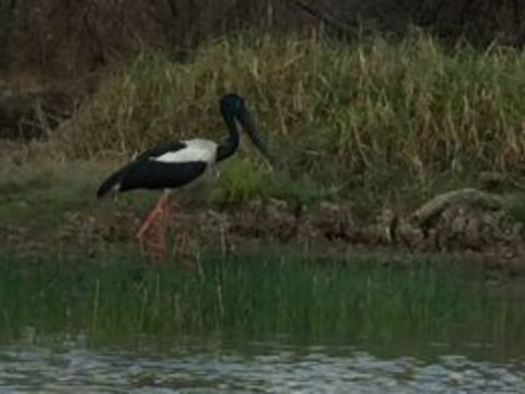1 Day Corroboree Billabong Wetland Experience Including 2.5 Hour Cruise + Lunch - Airlie Beach Holiday 3