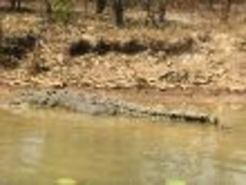 1 Day Corroboree Billabong Wetland Experience Including 2.5 Hour Cruise + Lunch - Airlie Beach Holiday 6