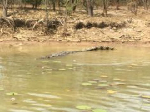 1 Day Corroboree Billabong Wetland Experience Including 2.5 Hour Cruise + Lunch - Airlie Beach Holiday 5