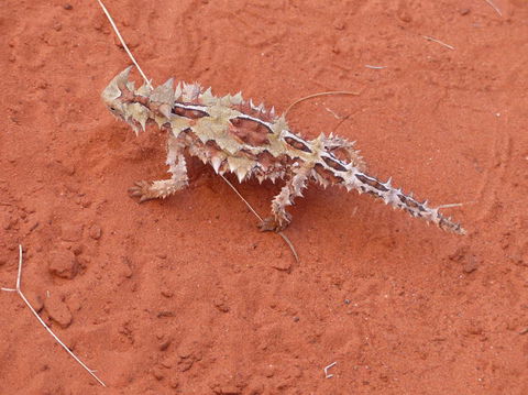 Alice Springs Highlights Half-Day Tour - Airlie Beach Holiday 5