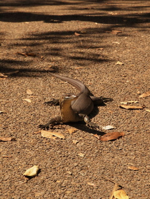 Katherine Day Tour From Darwin Including Katherine Gorge Cruise - Airlie Beach Holiday 9