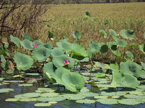 Katherine Day Tour From Darwin Including Katherine Gorge Cruise - Airlie Beach Holiday 15