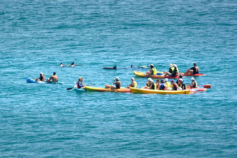 The Byron Bay Sea Kayak Tour - Airlie Beach Holiday 12