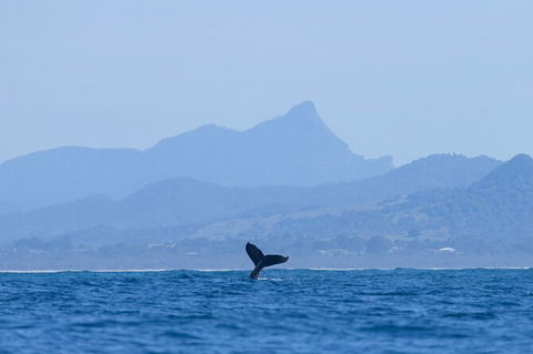 The Byron Bay Sea Kayak Tour - Airlie Beach Holiday 10