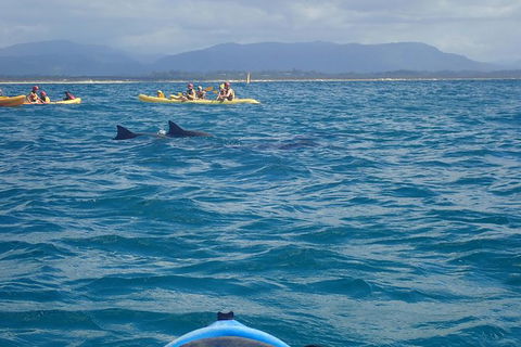 The Byron Bay Sea Kayak Tour - Airlie Beach Holiday 4