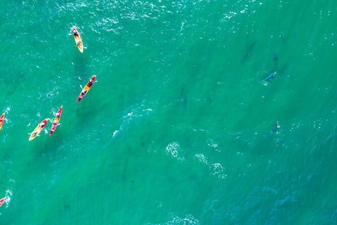 The Byron Bay Sea Kayak Tour - Airlie Beach Holiday 5