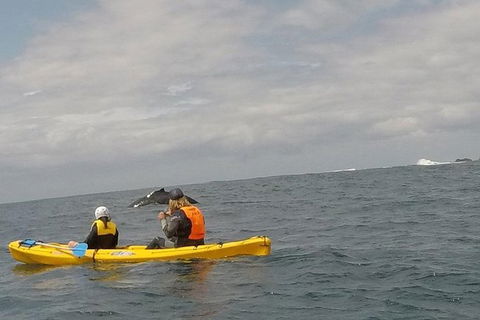 The Byron Bay Sea Kayak Tour - Airlie Beach Holiday 6