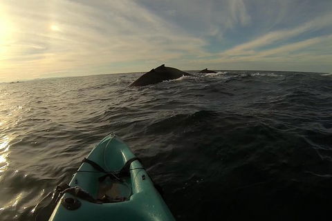 The Byron Bay Sea Kayak Tour - Airlie Beach Holiday 3