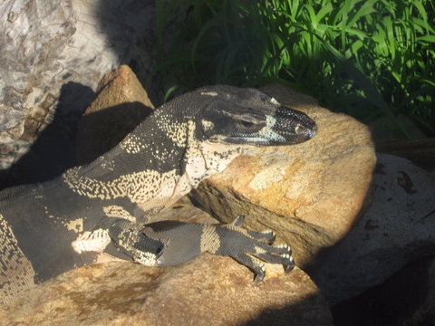 Armadale Reptile Centre - Airlie Beach Holiday 0