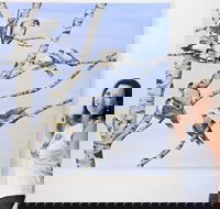 Bingara Gallery - Airlie Beach Holiday