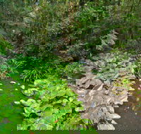 Brindle Creek Walking Track - Airlie Beach Holiday