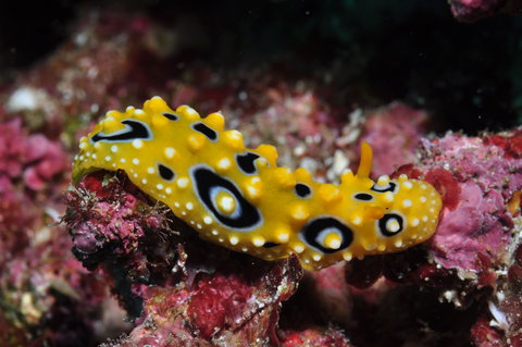 Flinders Reef Dive Site - Airlie Beach Holiday 1