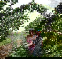 Harben Vale Pick Your Own Cherries - Airlie Beach Holiday