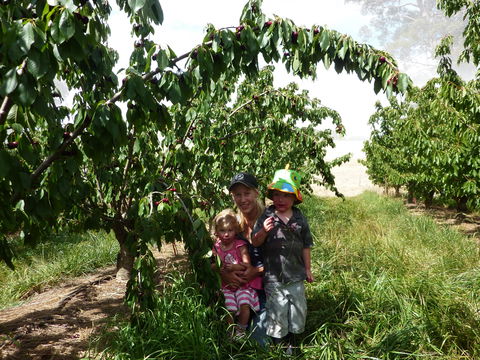 Harben Vale Pick Your Own Cherries - Airlie Beach Holiday 0