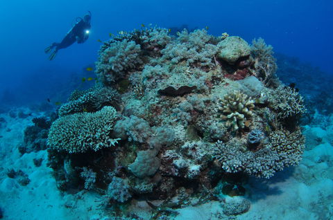 Keeper Reef Dive Site - Airlie Beach Holiday 1