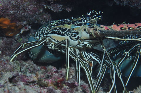 Keeper Reef Dive Site - Airlie Beach Holiday 2