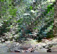 Lyrebird track - Airlie Beach Holiday