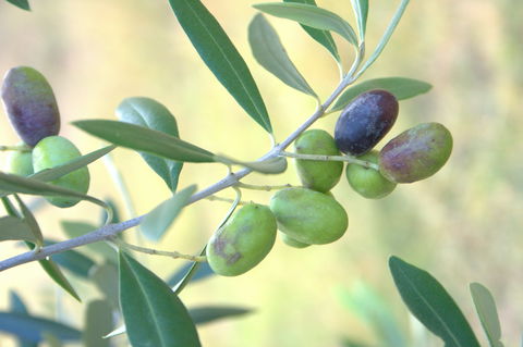 Olives Of Beaulieu - Airlie Beach Holiday 2