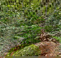 Red Cedar Loop - Airlie Beach Holiday