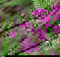 Cassinia Walking Track - Airlie Beach Holiday