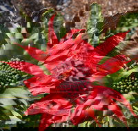 Inverawe Native Gardens - Airlie Beach Holiday