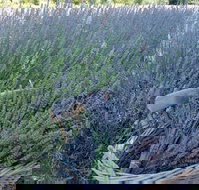 Melton - Airlie Beach Holiday