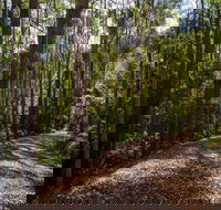 Myrtle Scrub Scenic Drive - Airlie Beach Holiday