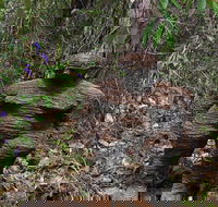 Understory Art In Nature - Airlie Beach Holiday