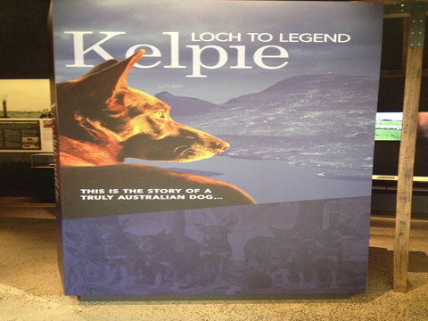Australian Kelpie Centre - Airlie Beach Holiday 1